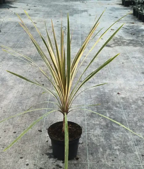 Faux-Dragonnier 'Torbay Dazzler' (Cordyline australis) — jeune plante graphique à longues feuilles rubanées · Pot 2.5L