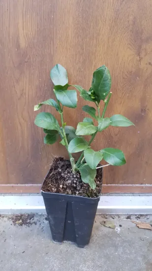 Citronnier 4 saisons (Citrus limon) — jeune plant vert en pot noir de pépinière · Godet