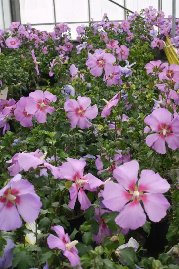 Althéa 'Hibisa parma'