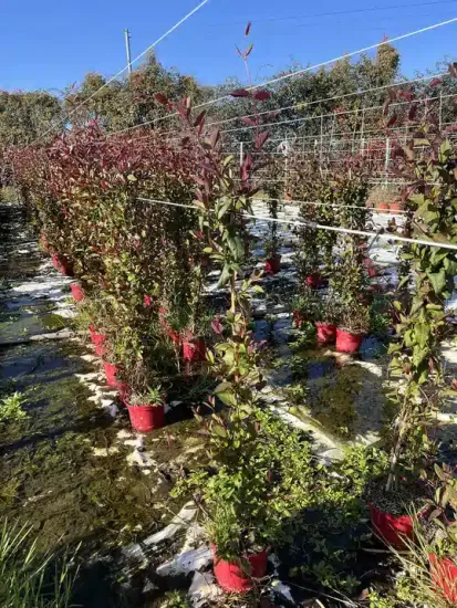 Chèvrefeuille du japon 'Chinensis' — Pot 4L