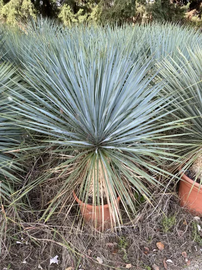 Yucca Rostrata — Pot 15-20  L Hauteur 1…
