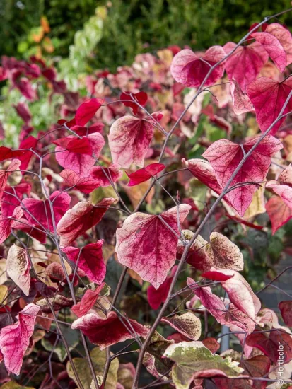 Gainier du Canada 'Carolina Sweetheart'