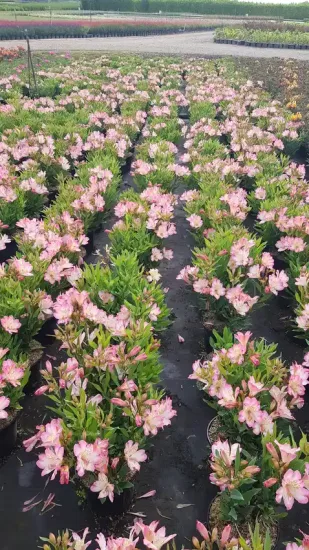 Alstroemeria 'Summer break' (Alstroemeria aurea) — rangées de plantes fleuries roses en pépinière · Pot 3L