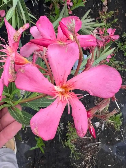 Laurier rose 'Emma schneider' (Nerium oleander) — gros plan de grandes fleurs roses légèrement abîmées