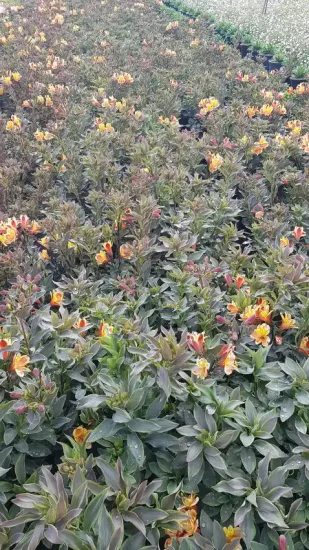 Alstroemeria 'Summer breeze' (Alstroemeria aurea) — large massif de vivaces fleuries jaune orangé · Pot 3L