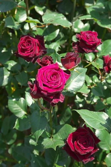 Rosier 'Edith piaf '