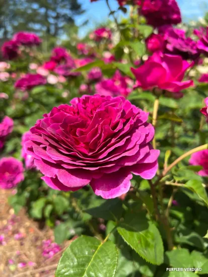 Rosier 'Purple voluptia'