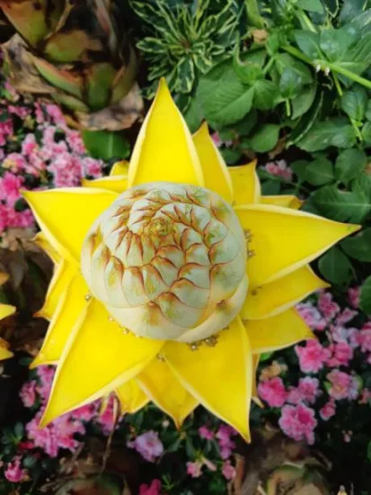 Bananier lotus d'or