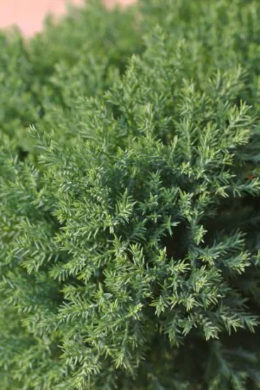 Genévrier de Chine Stricta, Genévrier de Chine colonnaire