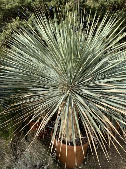 Yucca Rostrata — Pot 70L