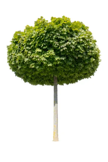 Érable plane 'Globosum '