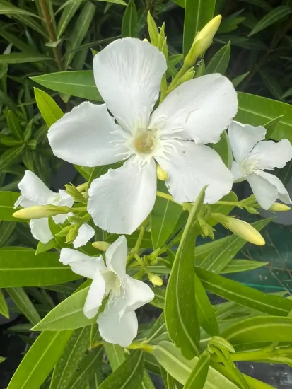 Laurier rose 'Album maximum' (Nerium oleander) — photo 2