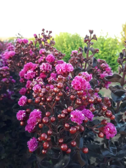 Lilas des indes 'Raspberry sorbet'