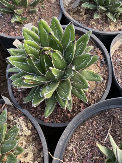 Agave victoria reginae — Pot 5L