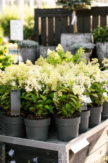 Hortensia 'Little hottie'