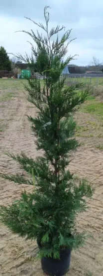 Cyprès de Leyland (Cupressocyparis leylandii) — conifère élancé en pleine terre sur sol nu · Pot 8L