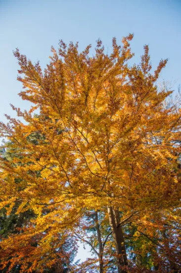 Hêtre commun 'Dawyck gold'