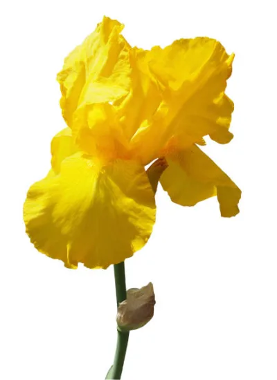 Iris d'allemagne 'Gracchus jaune'