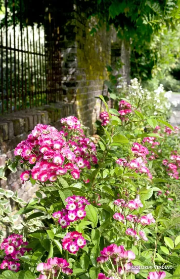 Rosier 'Bicolore vissegam'