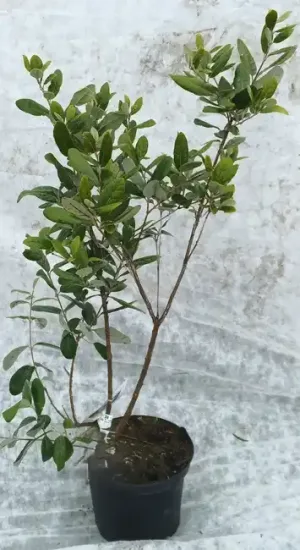 Feijoa. goyavier du brésil 'Appolo'