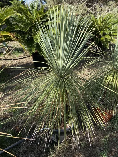 Yucca  linearis — Pot 35L