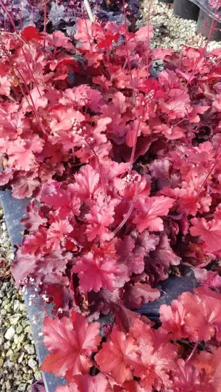 Heuchères 'Forever red' — Pot 3L