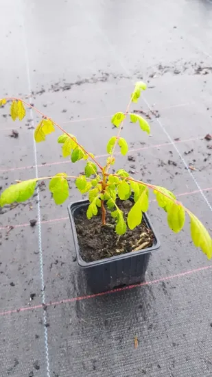 Savonnier de Chine (Koelreuteria paniculata) — jeune plant feuillu en pot plastique carré · Godet