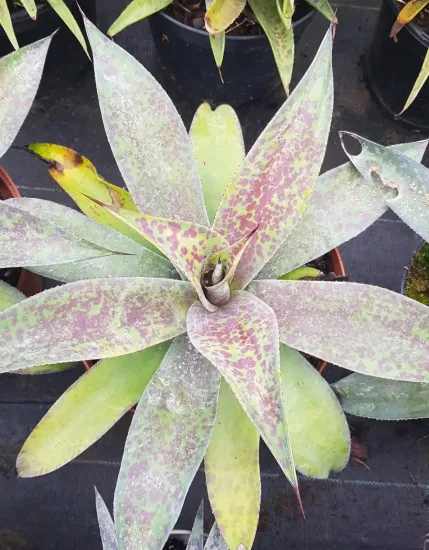 Mangave 'Mission to mars' — rosette de longues feuilles mouchetées vert et pourpre · Pot 3L