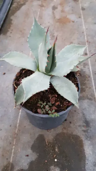 Agave de parry (Agave parryi) — rosette succulente gris-vert dans pot noir · Pot 2.5L