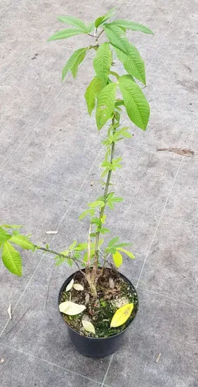 Cytise de l'himalaya (Piptanthus nepalensis) — jeune plant élancé en pot de pépinière · Pot 2.5L Baliveau