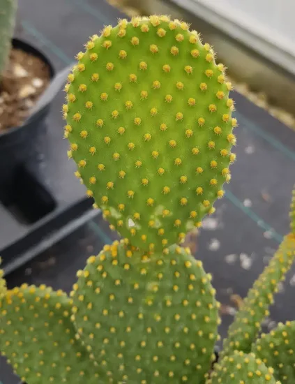 Oreille de lapin jaune 'Aurea' (Opuntia) — rameaux plats vert clair couverts de petites touffes jaunes