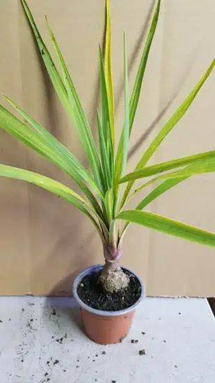 Cordyline australe 'Peko' (Cordyline australis) — jeune plant tropical en pot de pépinière · Godet