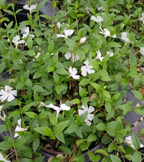 Petite pervenche 'Alba' (Vinca minor) — touffe tapissante de feuillage vert et fleurs blanches · Pot 3L