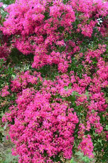 Lilas des indes 'Mimie fuschia'