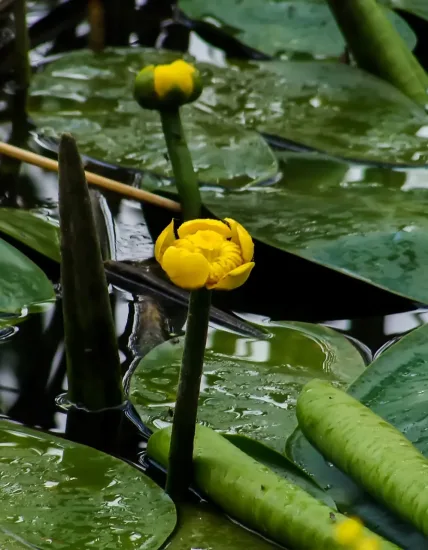 Nénuphar jaune