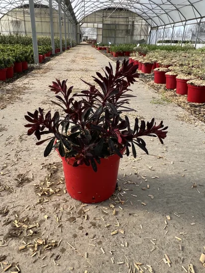 Euphorbe 'Miners merlot' — Pot 4L