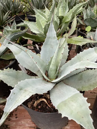 Agave à feuilles ovales 'Vanzie' (Agave ovatifolia) — Pot 5L