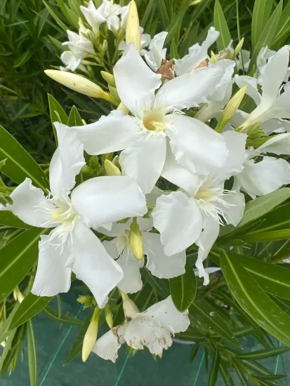 Laurier rose 'soeur Agnés' (Nerium olander) — gros plan de fleurs blanches et boutons verts