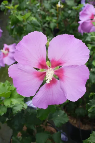 Althéa 'Hibisa parma'