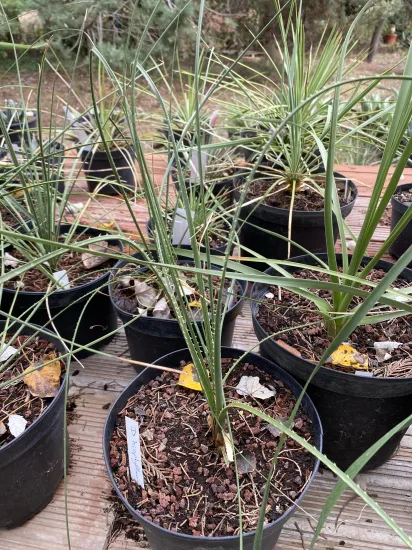 Dasylirion  leiophyllum — Pot 3L
