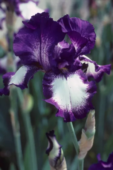 Iris d'allemagne 'Mariposa autumn violet'