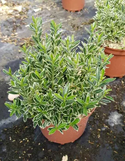 Fusain du japon 'Micro albovariegatus' (Euonymus japonicus) — jeune arbuste compact au feuillage panaché en pot · Pot 3L Touffe
