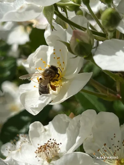 Rosier 'Alba visamalbi'