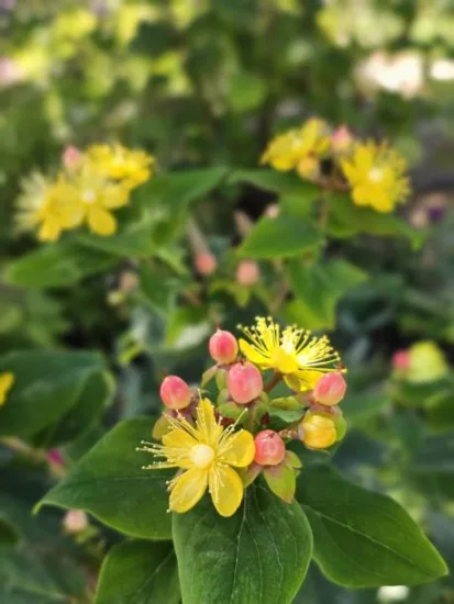 Millepertuis 'Magical beauty'