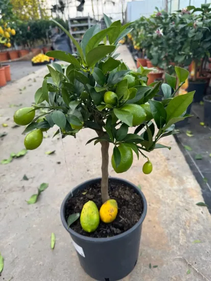 Limequat — Pot 5L Tige