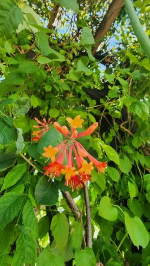 Chèvrefeuille grimpant 'Dropmore scarlet'