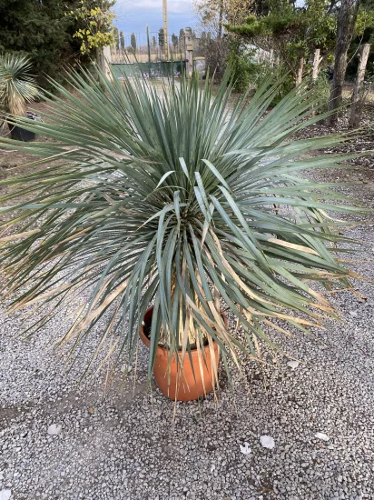Yucca Rostrata — Pot 15-20  L Hauteur 1…