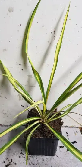 Yucca 'Golden sword' (Yucca flaccida) — jeune plant graphique aux longues feuilles panachées · Godet