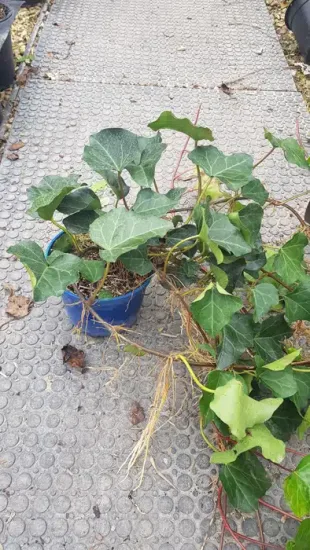 Lierre couvre-sol 'Bellecour ®' (Hedera) — longues tiges traînantes à larges feuilles vertes · Pot 2.5L