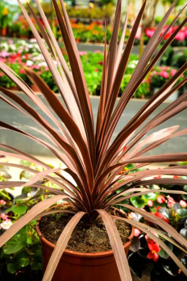 Cordyline 'Charlie boy'